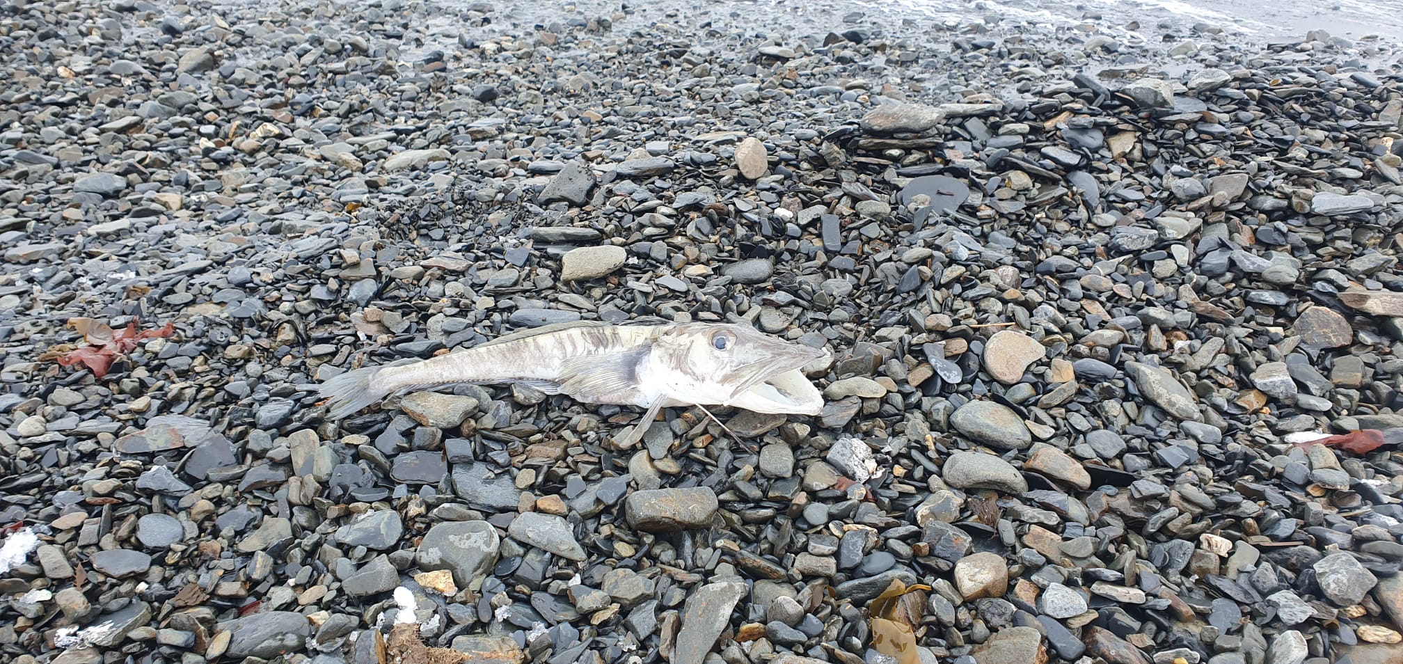 Stranding STR0008