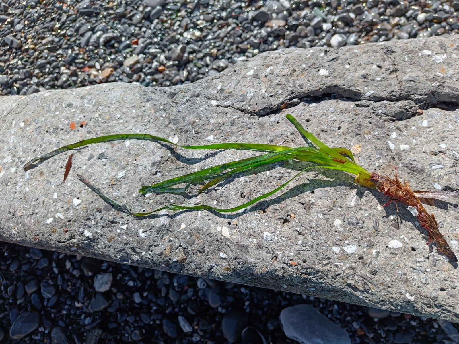Stranding STR0018