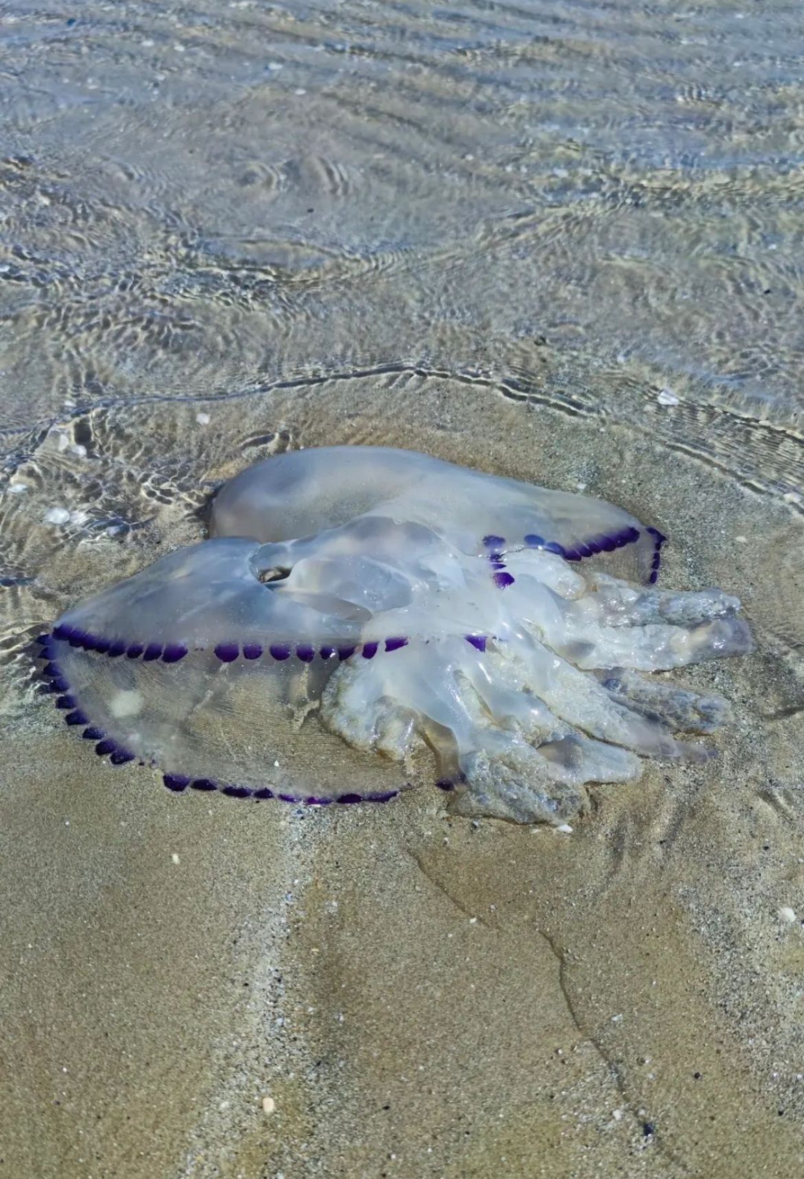 Stranding STR0020
