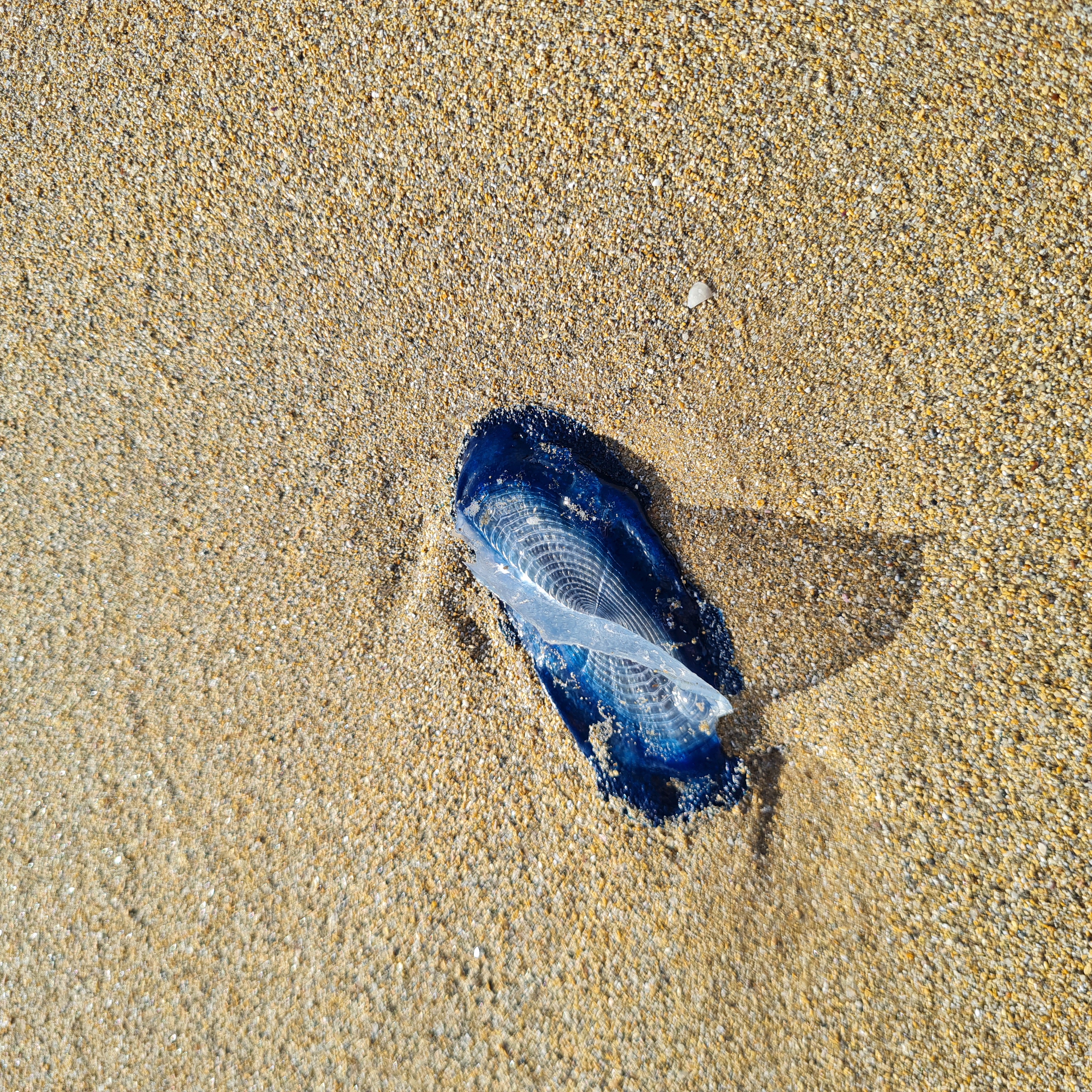 Stranding STR0023
