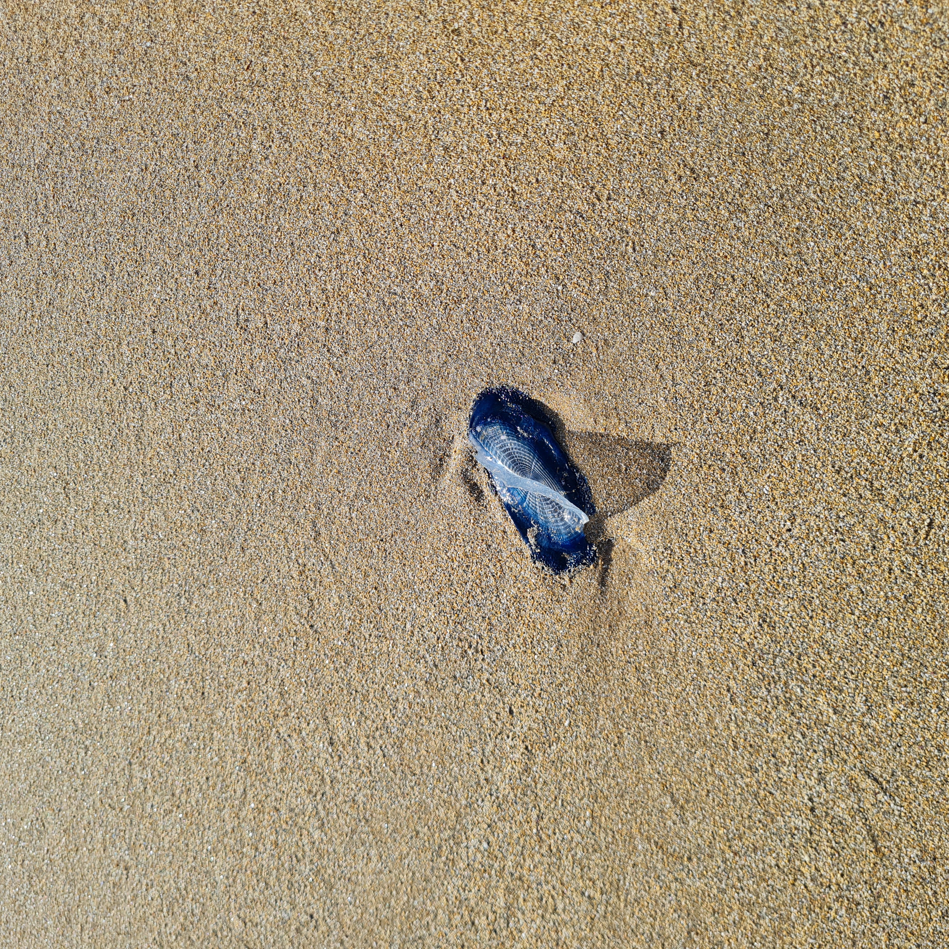 Stranding STR0024