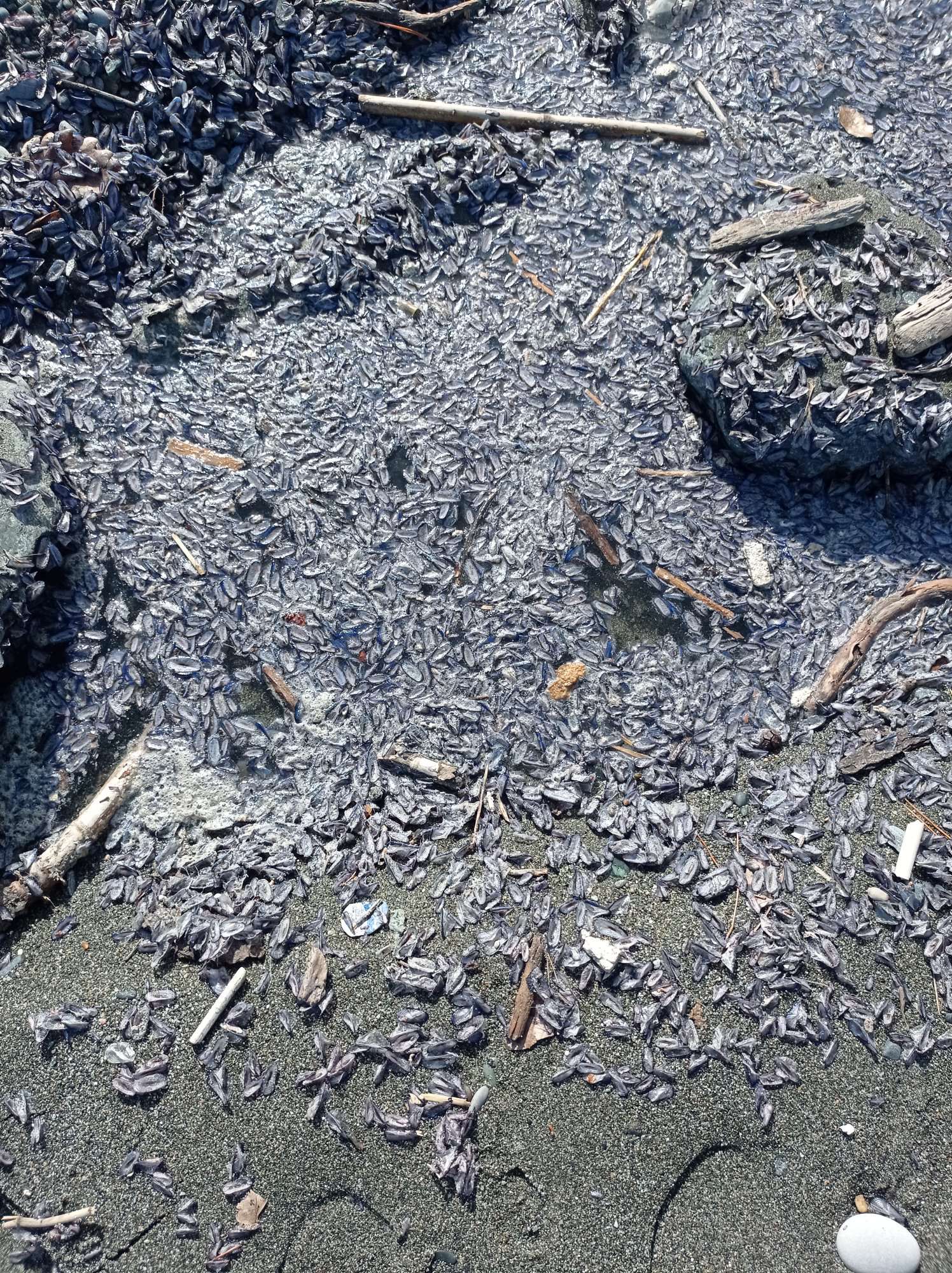 Stranding STR0026