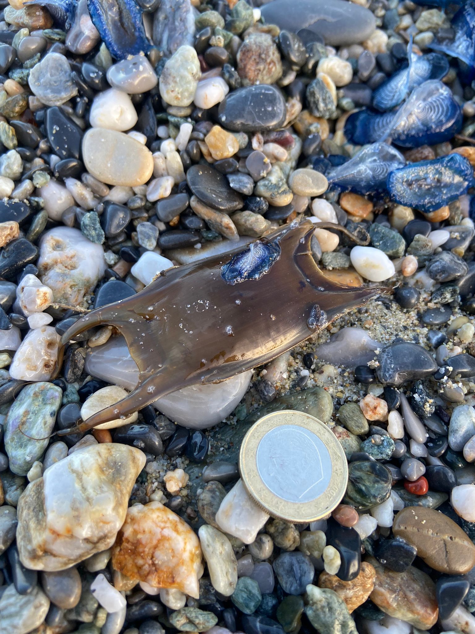 Stranding STR0031