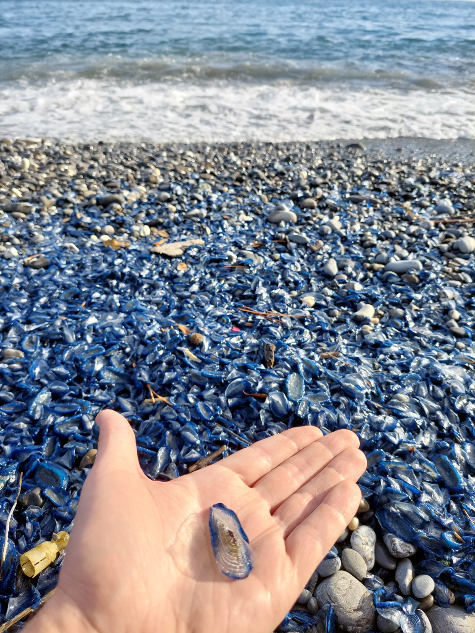 Immagine associata
