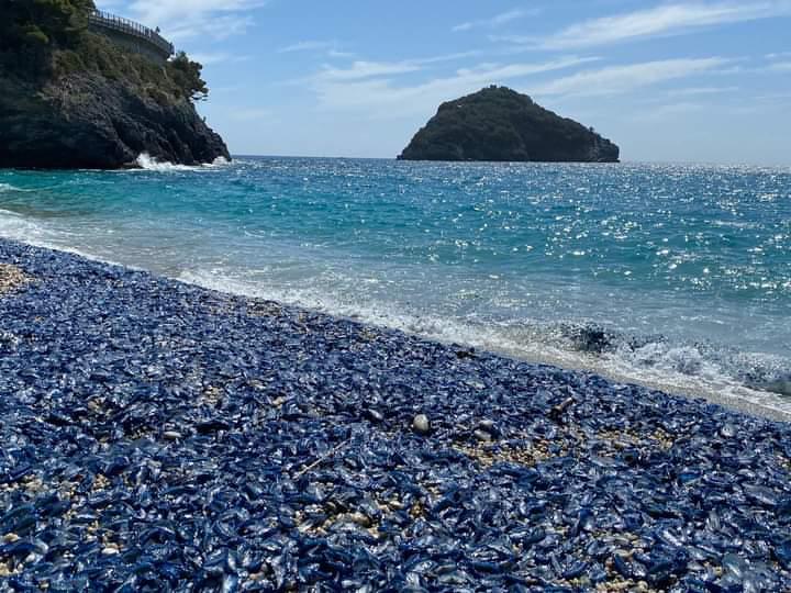 Immagine associata