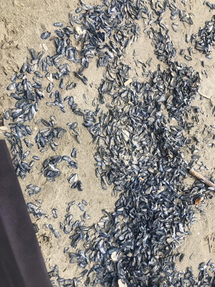 Stranding STR0075