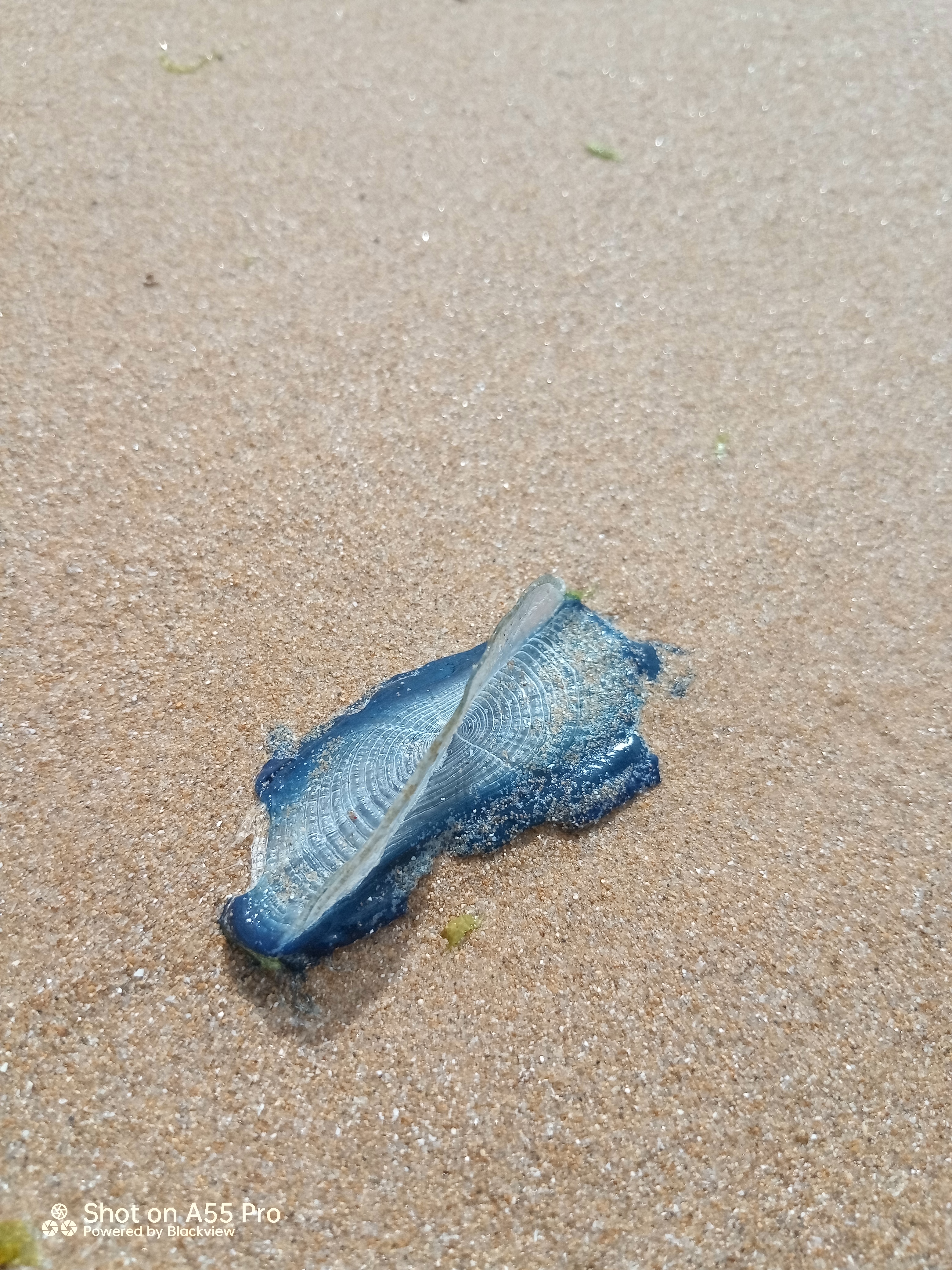Stranding STR0078