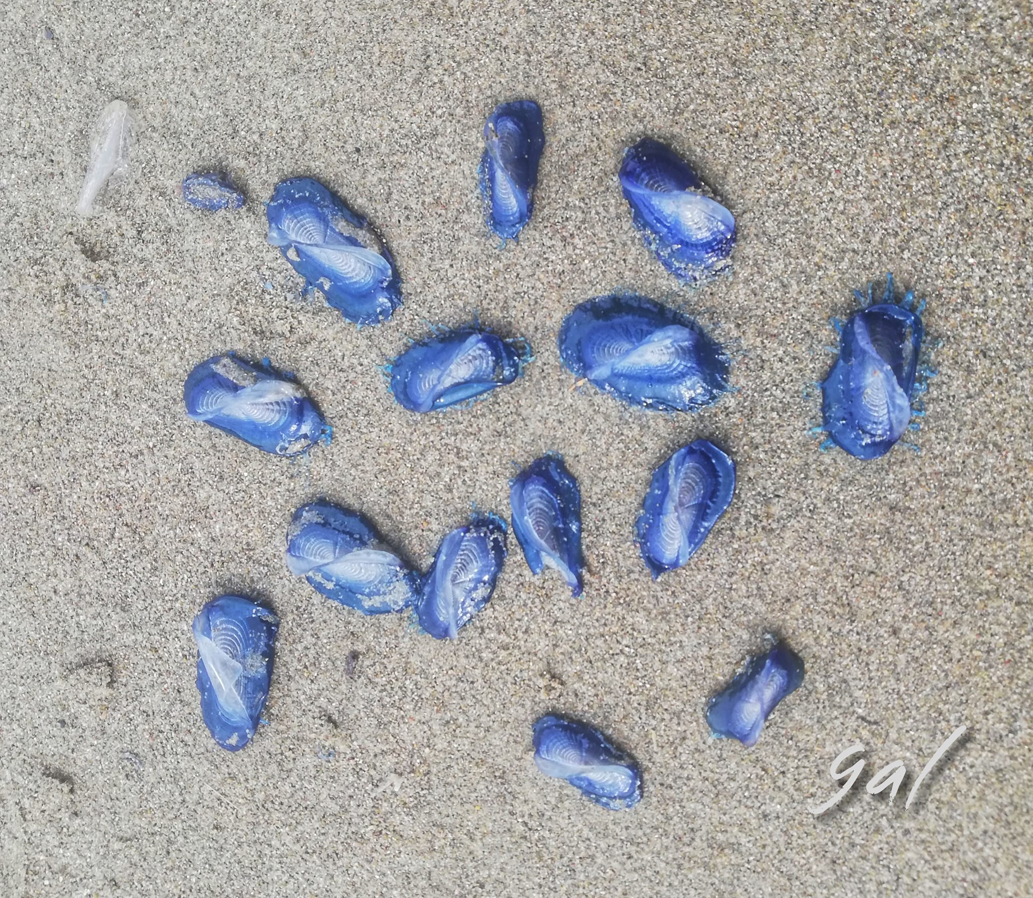Stranding STR0101