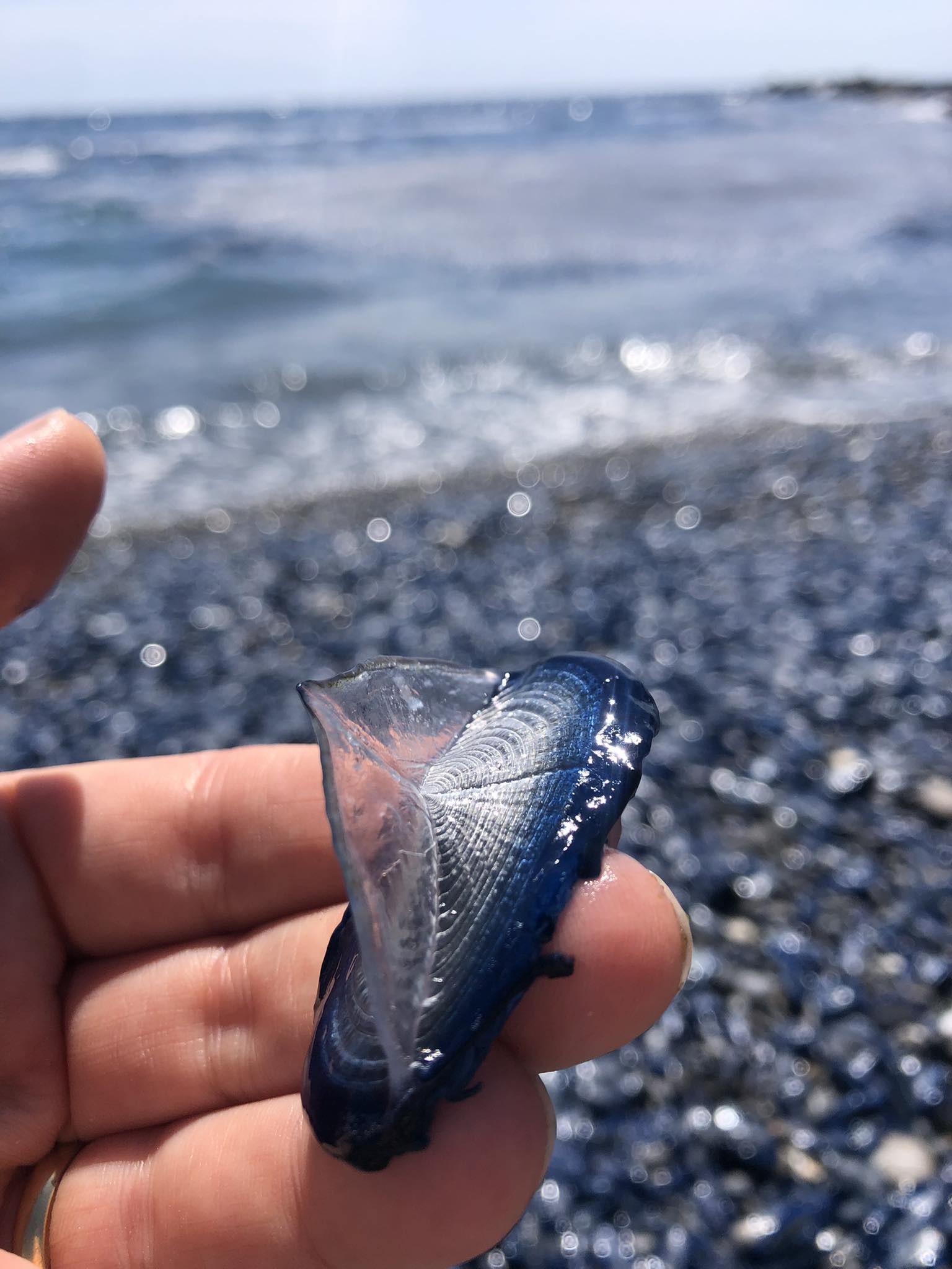 Immagine associata