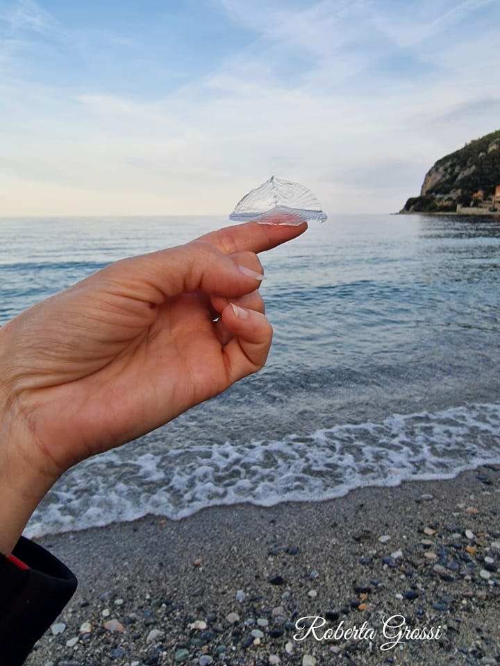 Immagine associata