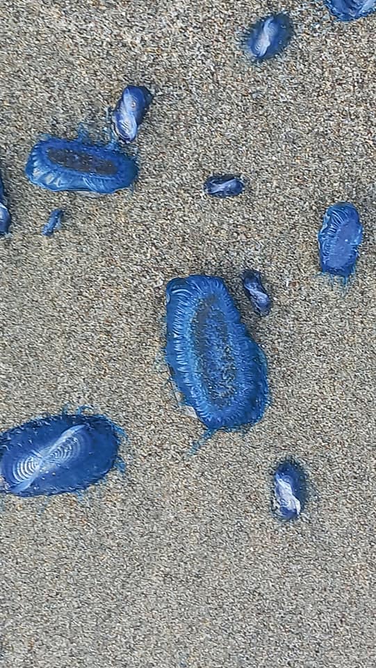 Immagine associata