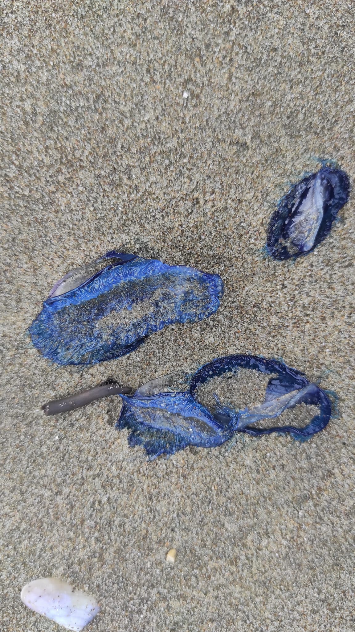 Stranding STR0128