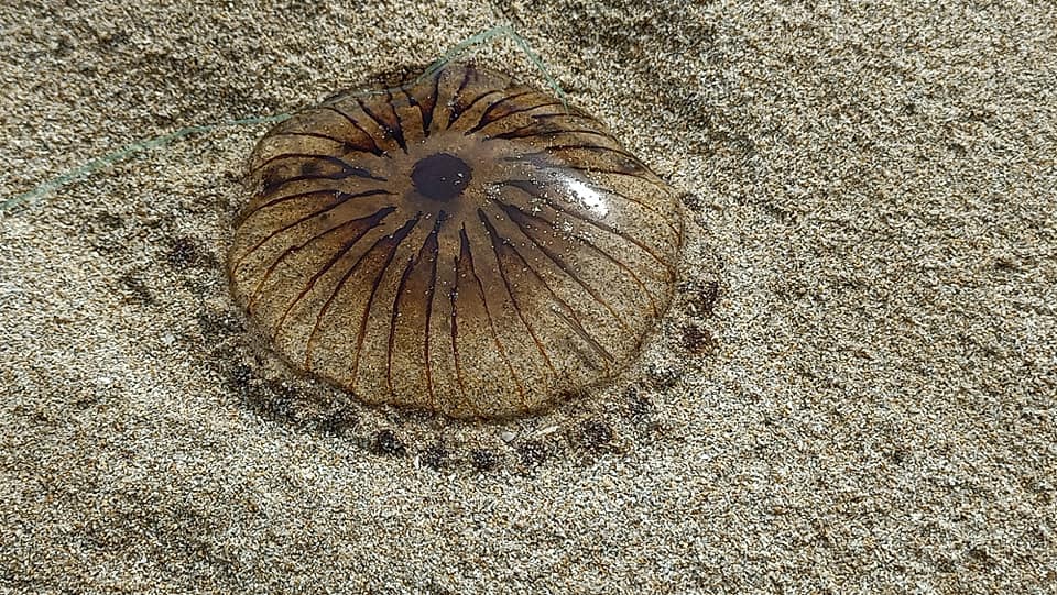 Stranding STR0130