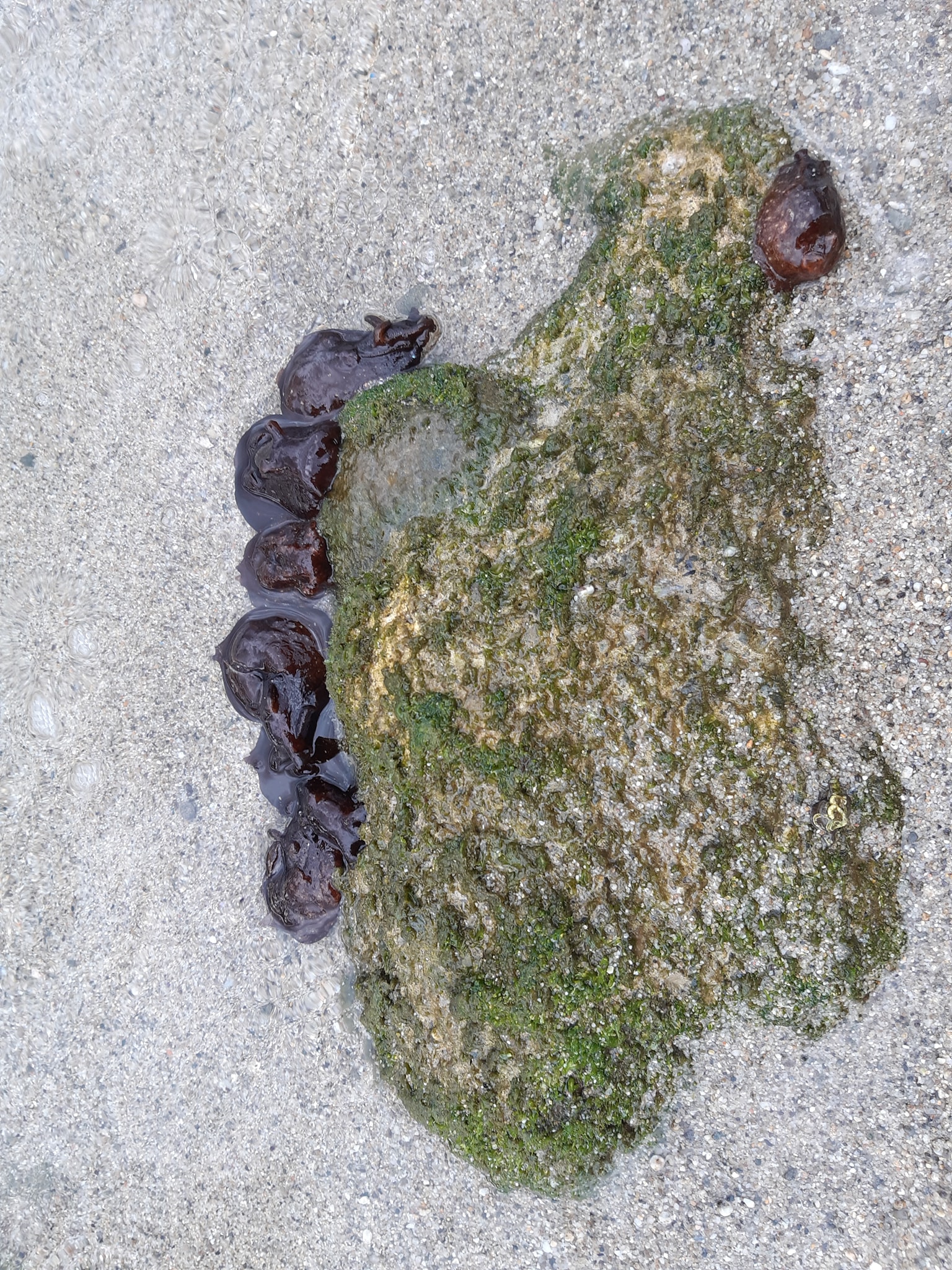 Stranding STR0130