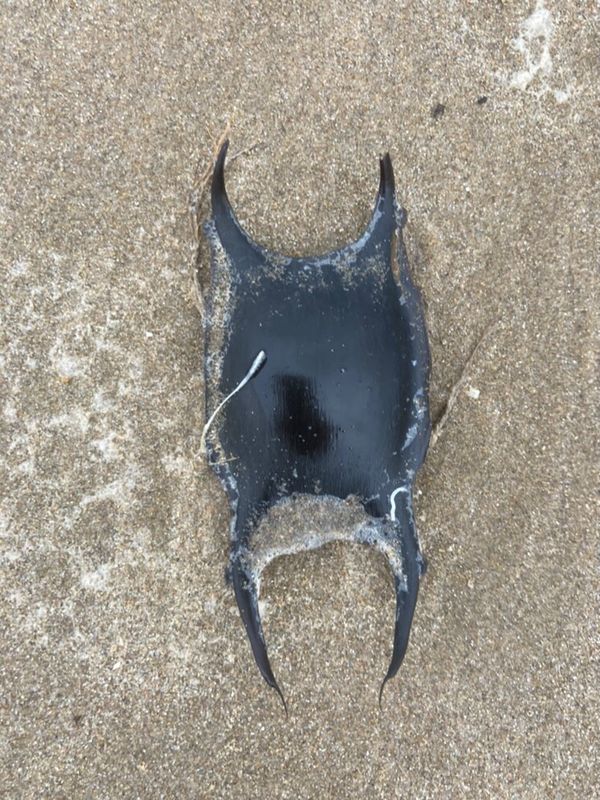 Stranding STR0134