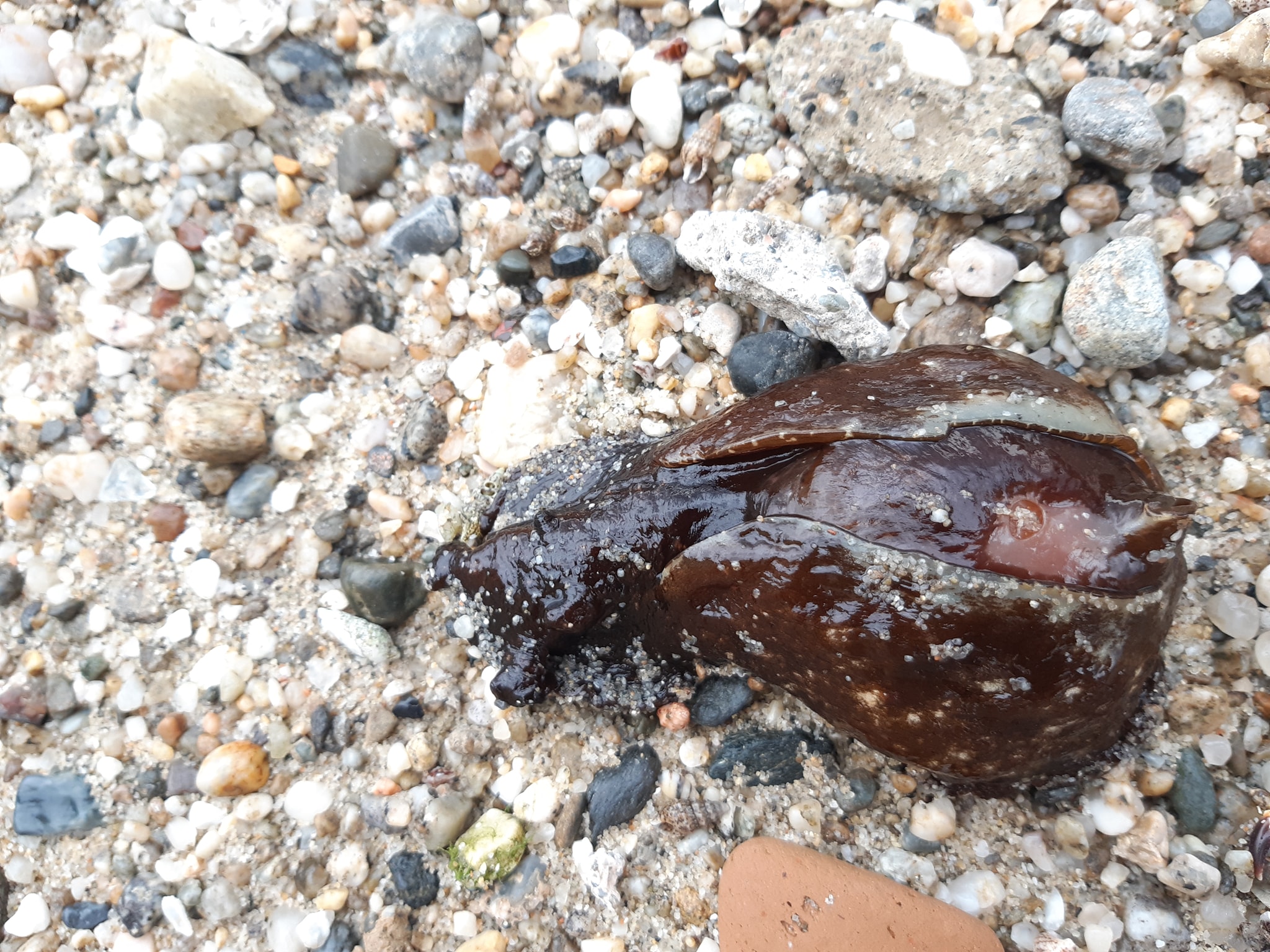 Stranding STR0135
