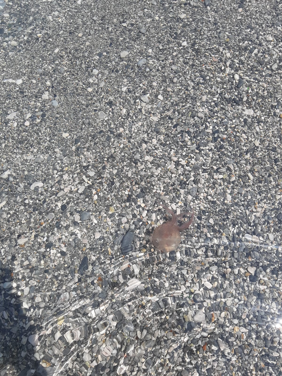 Stranding STR0137