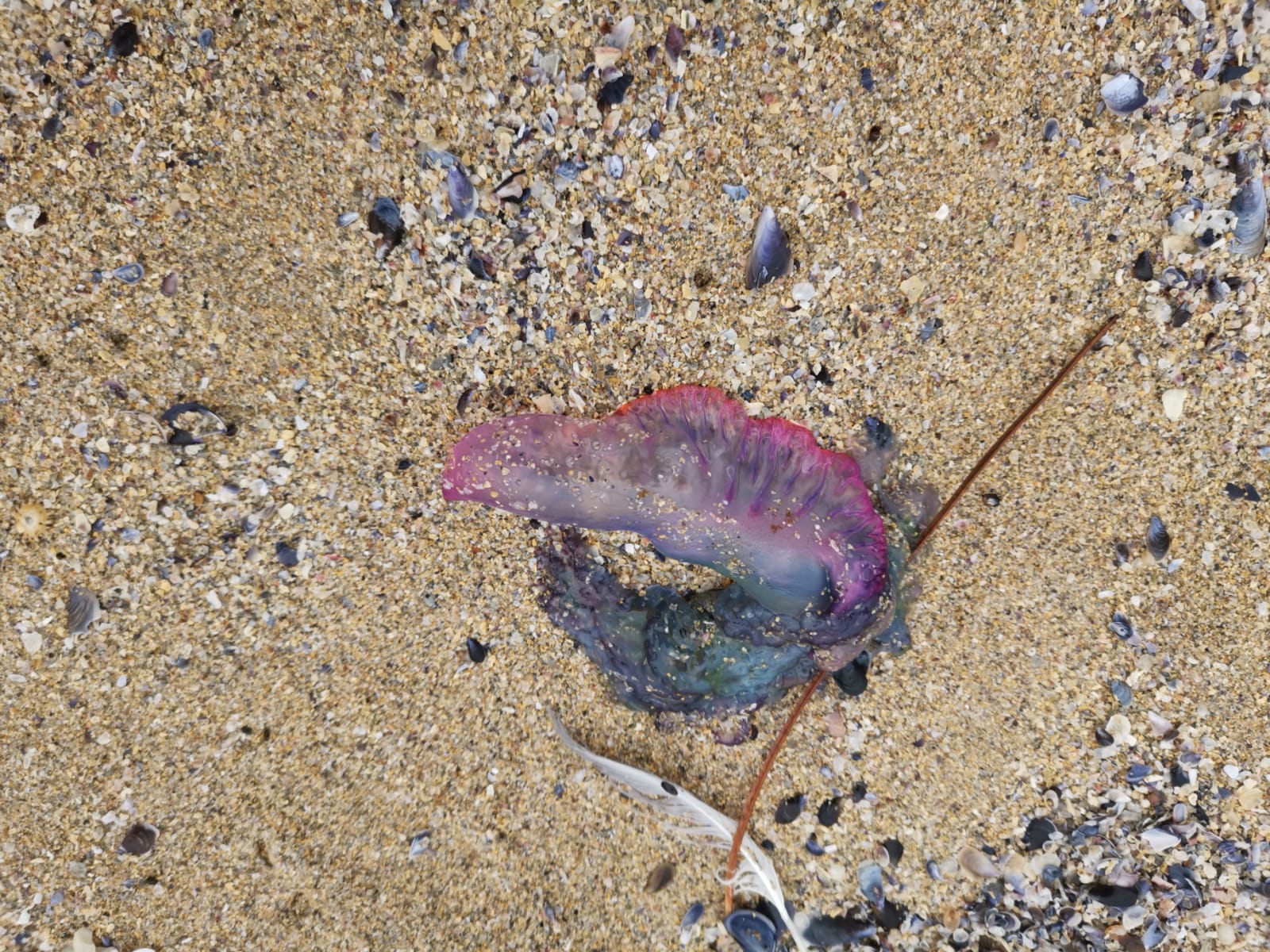 Stranding STR0145