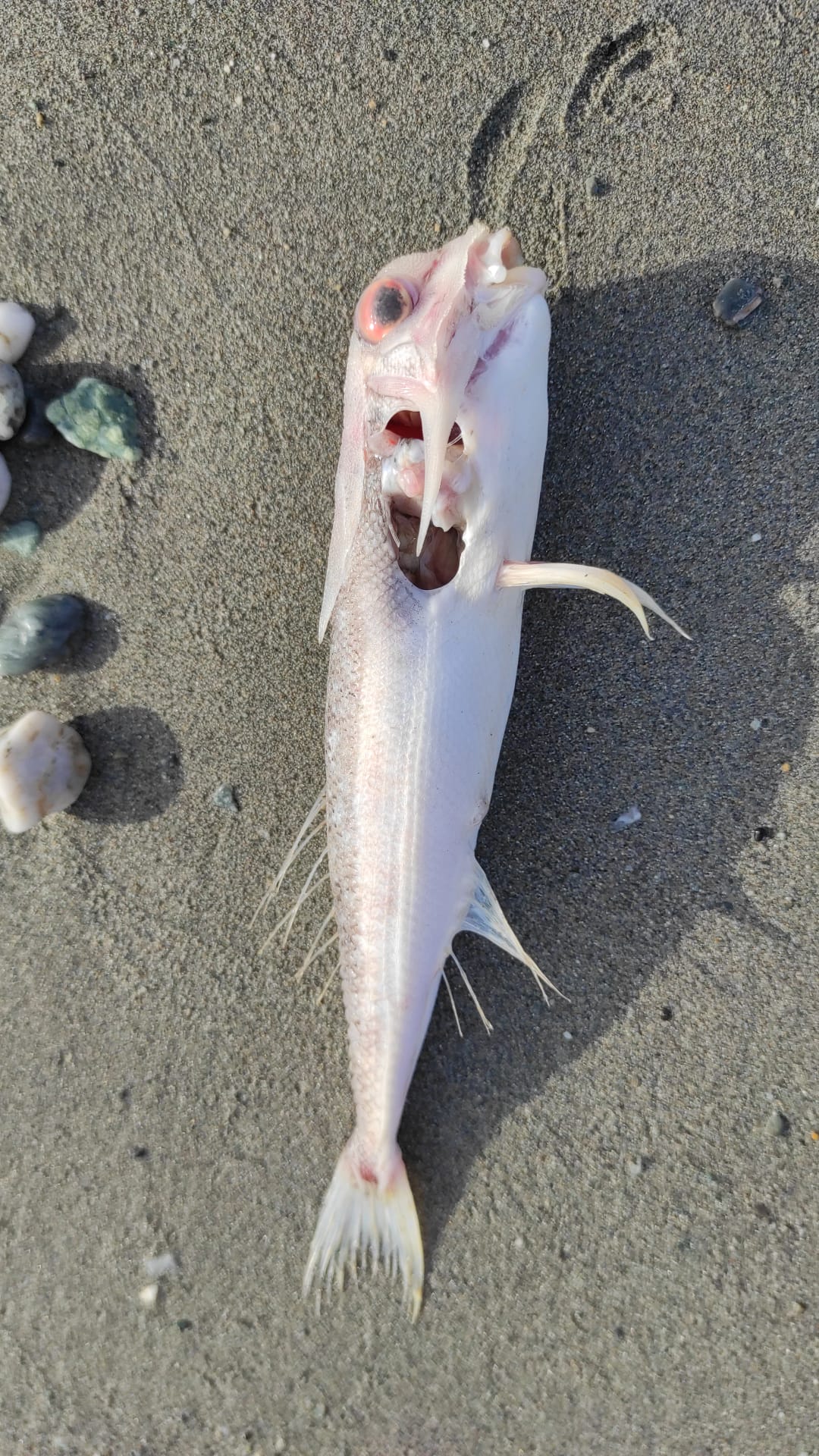 Stranding STR0146