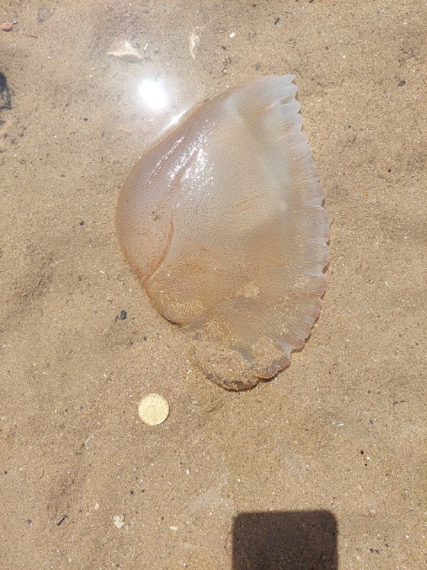 Stranding STR0147