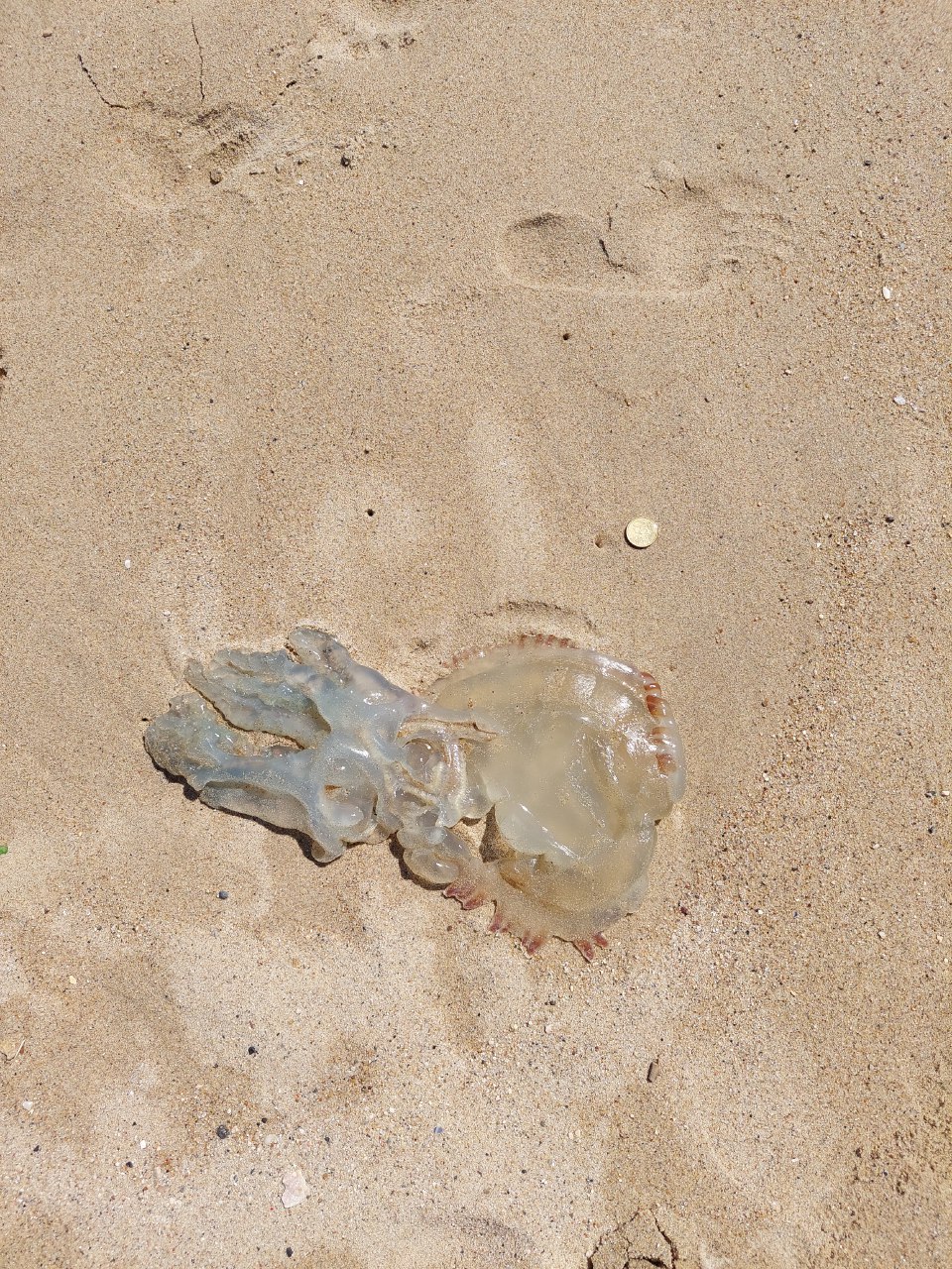 Stranding STR0151