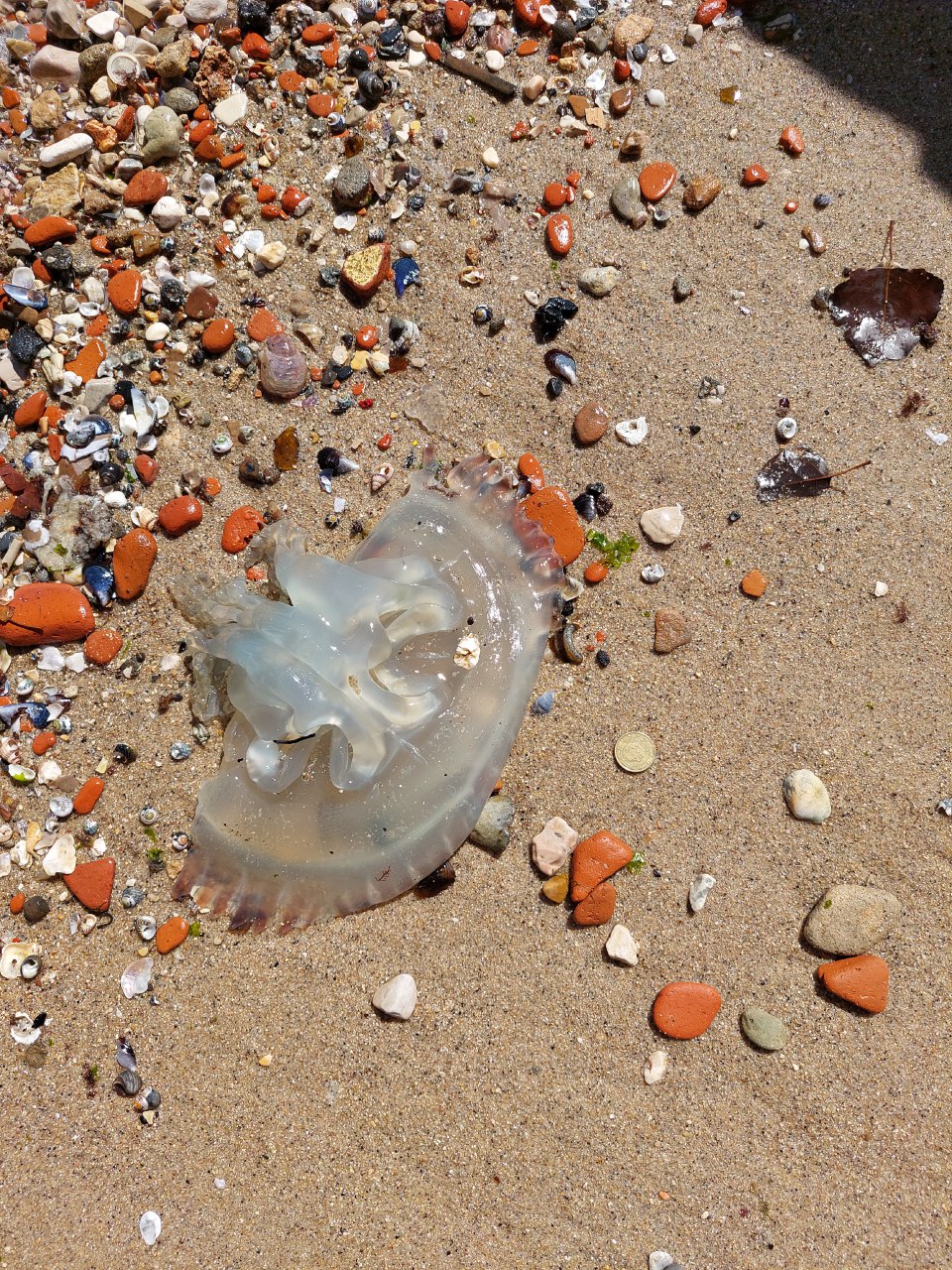Stranding STR0153