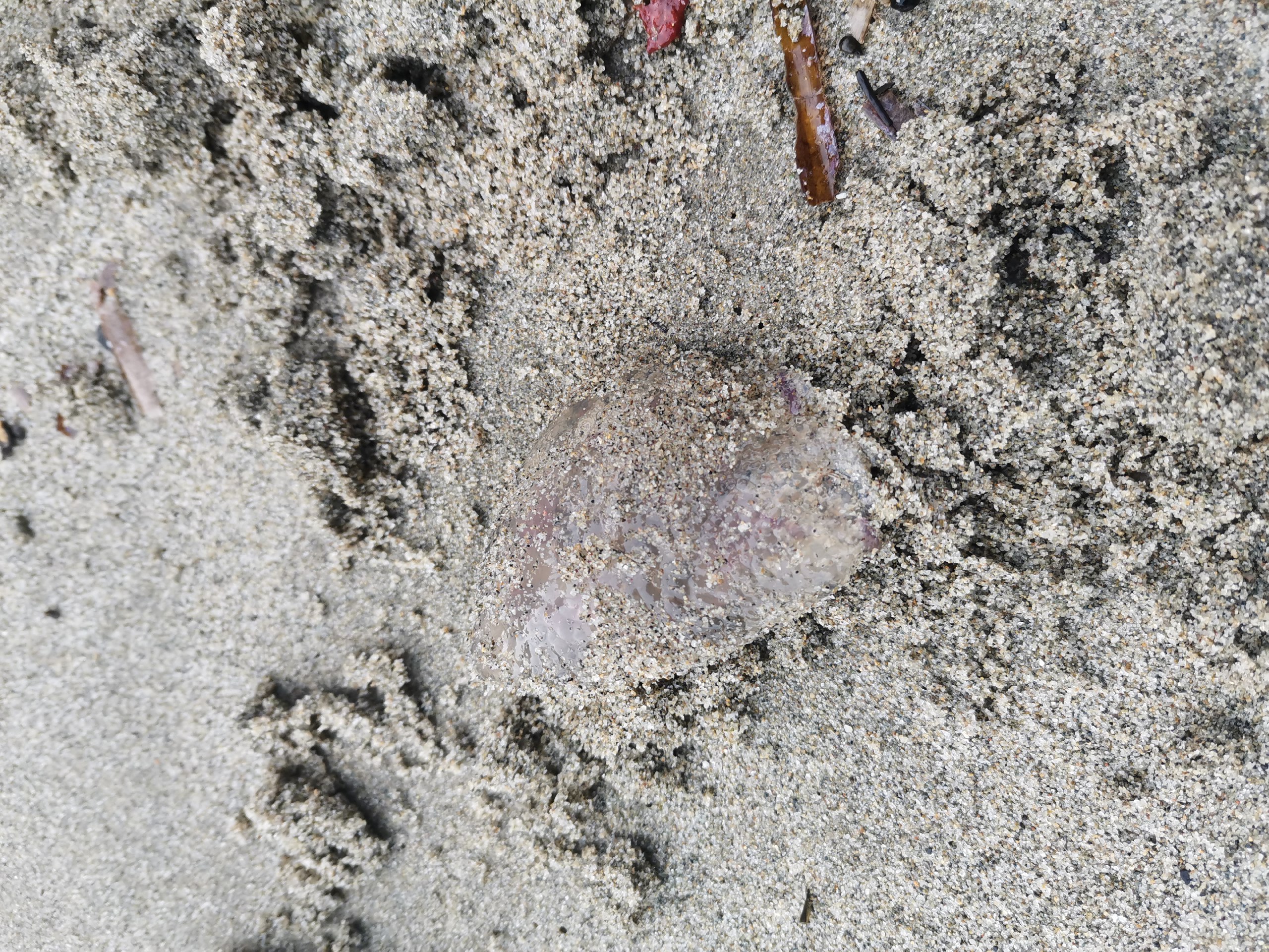 Stranding STR0160