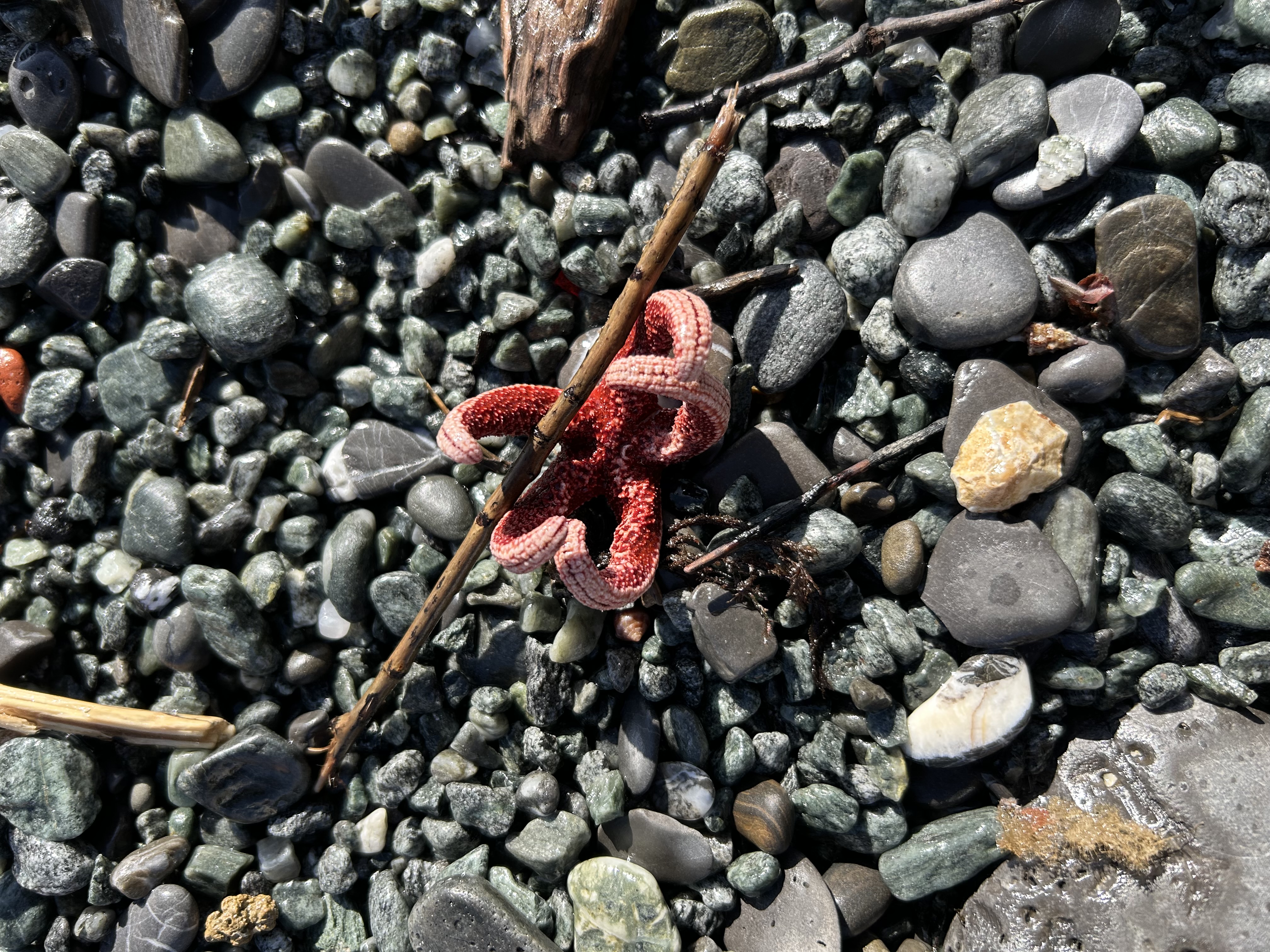 Stranding STR0179