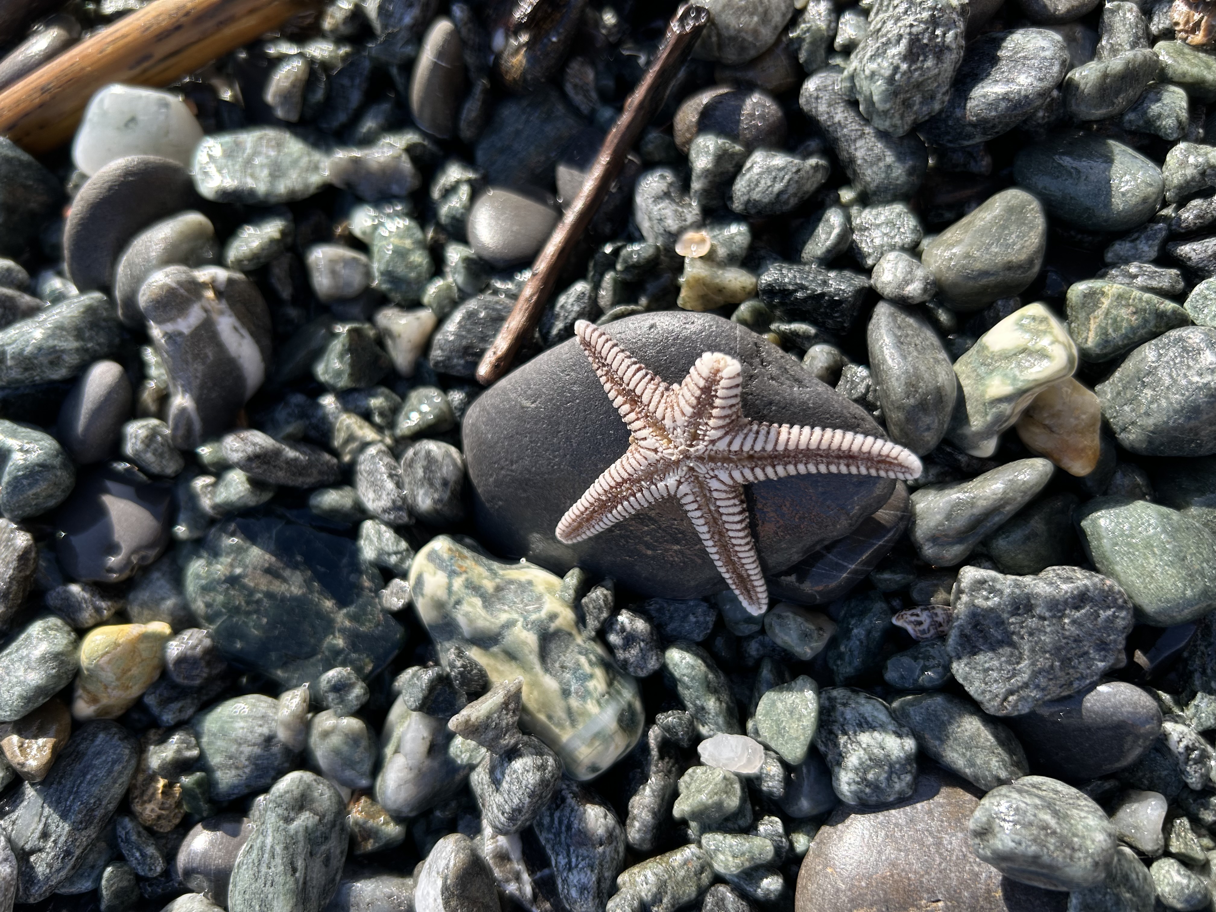 Stranding STR0180