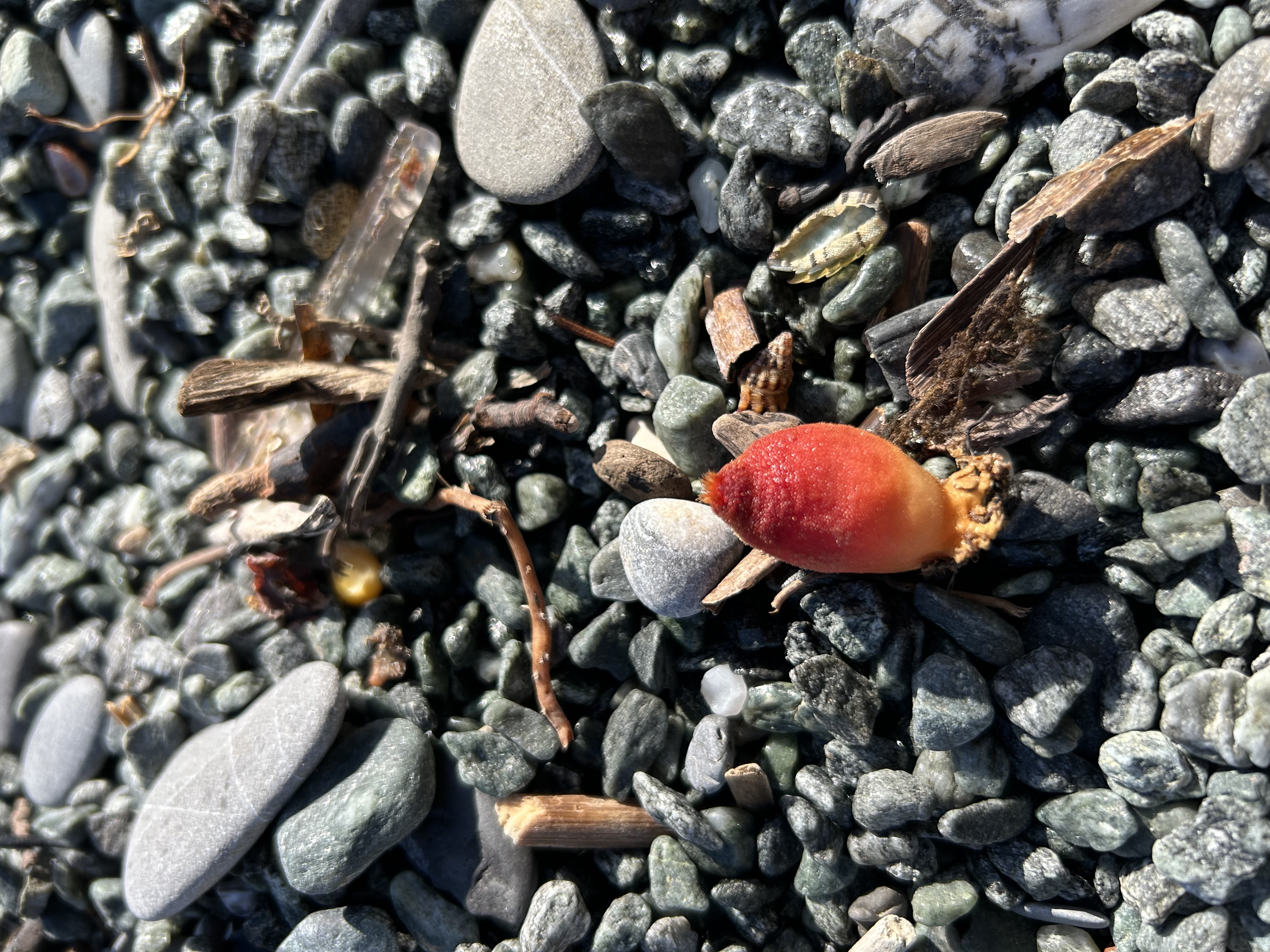 Stranding STR0184
