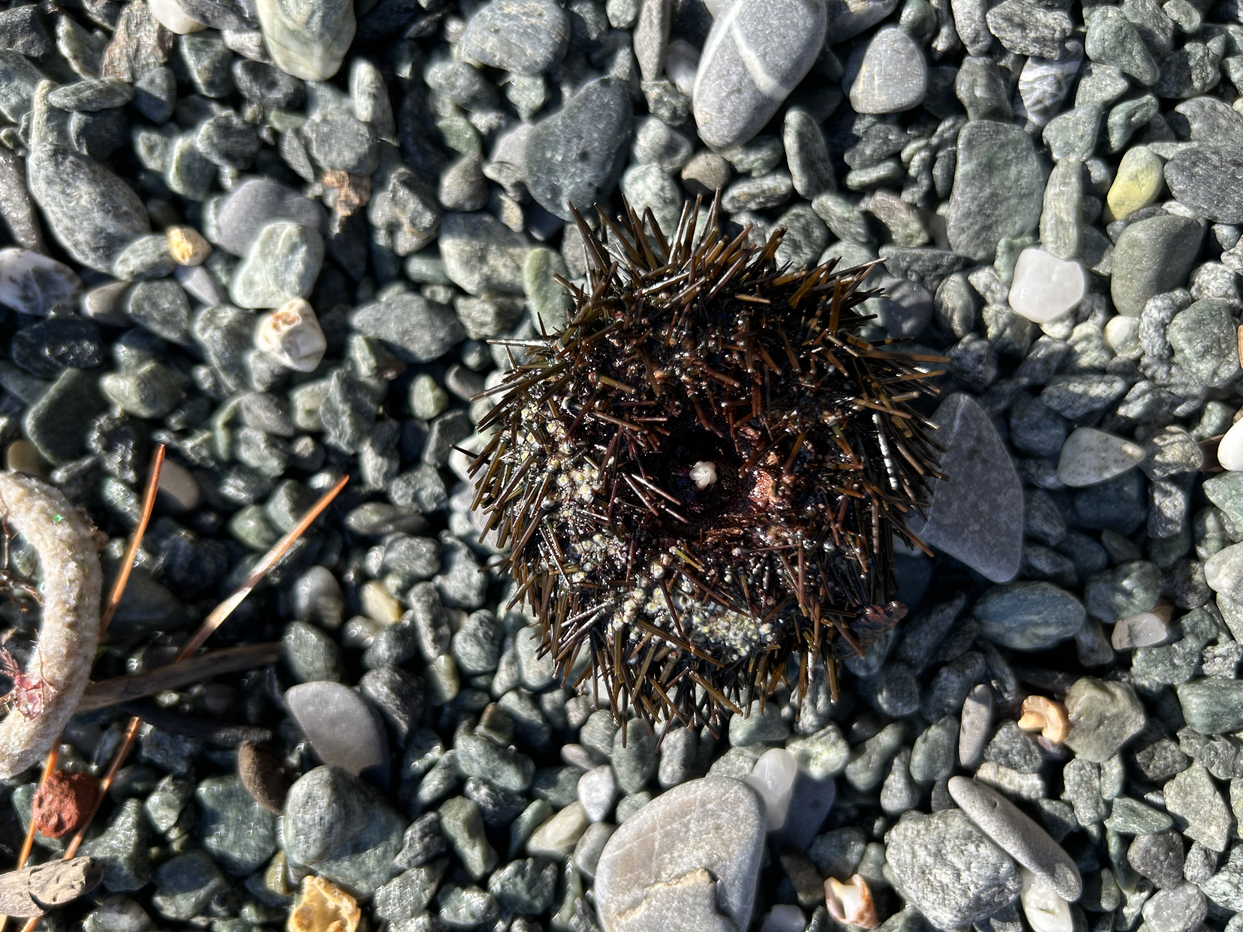 Stranding STR0185