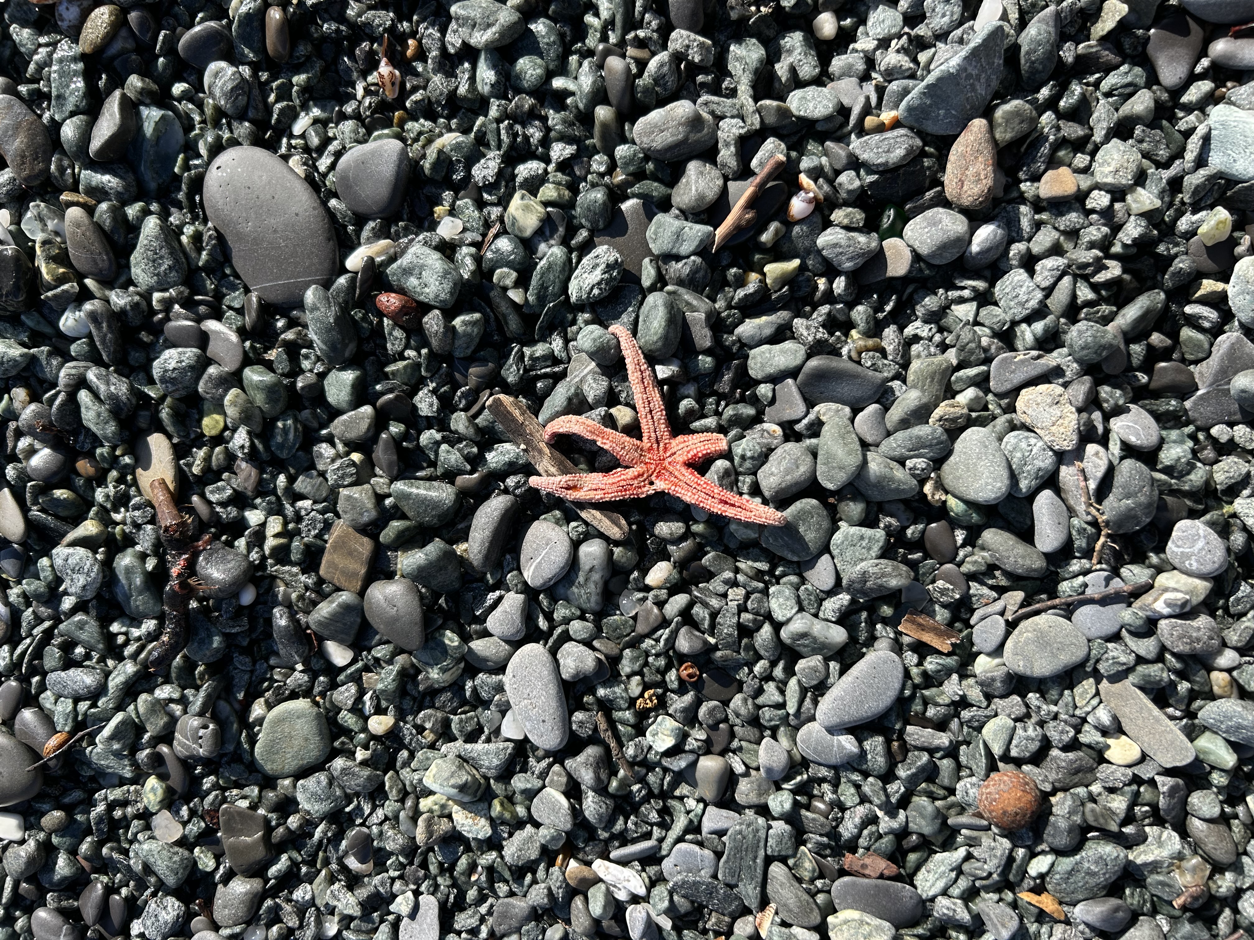 Stranding STR0187