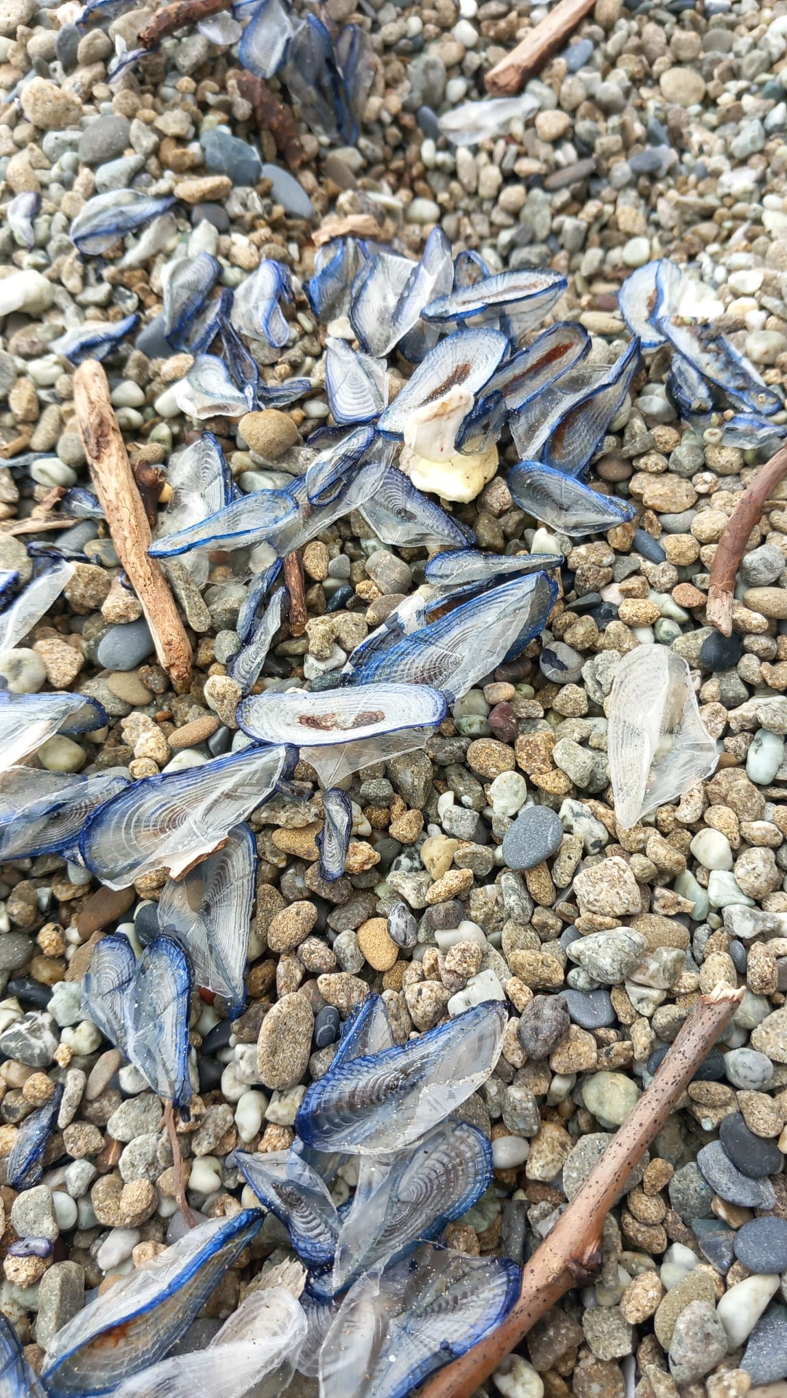 Stranding STR0194