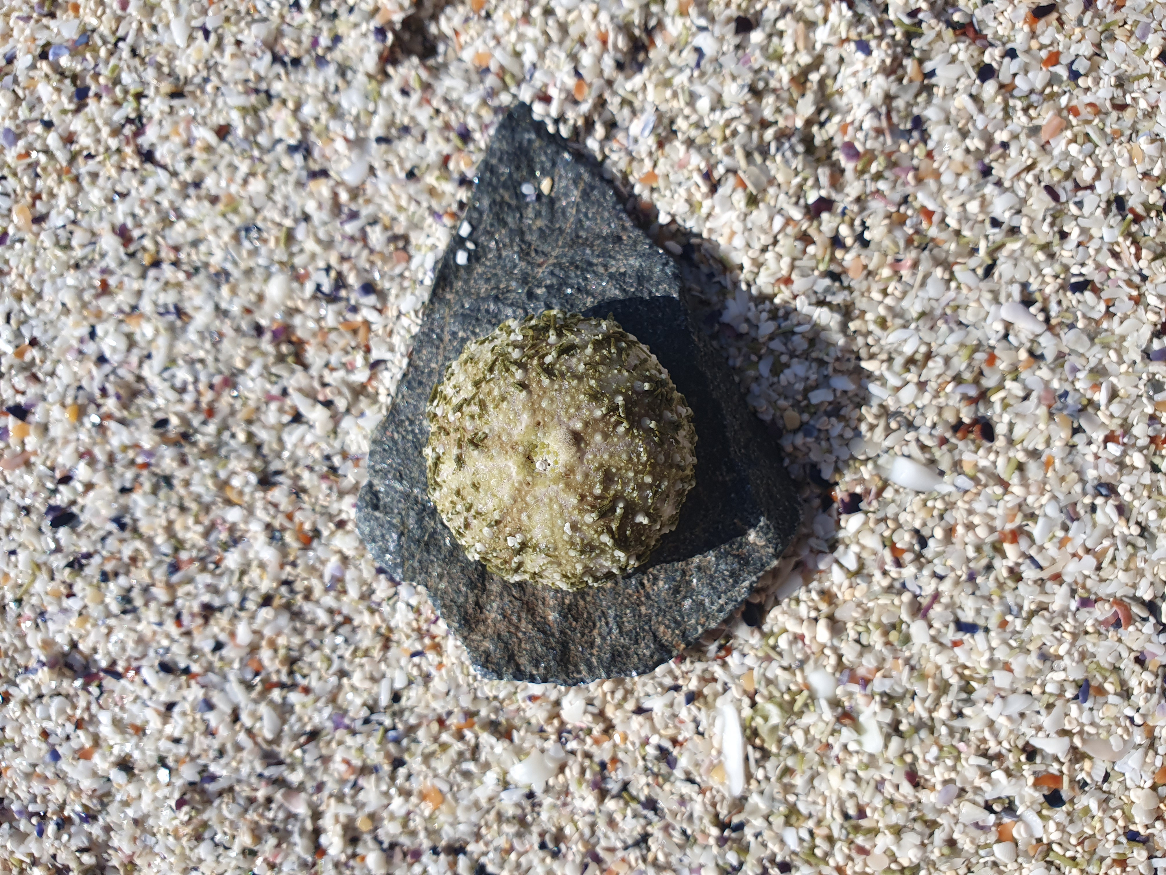 Stranding report STR0196