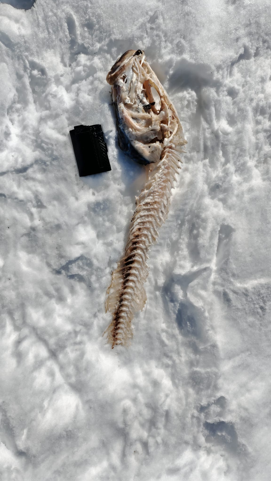 Stranding STR0197