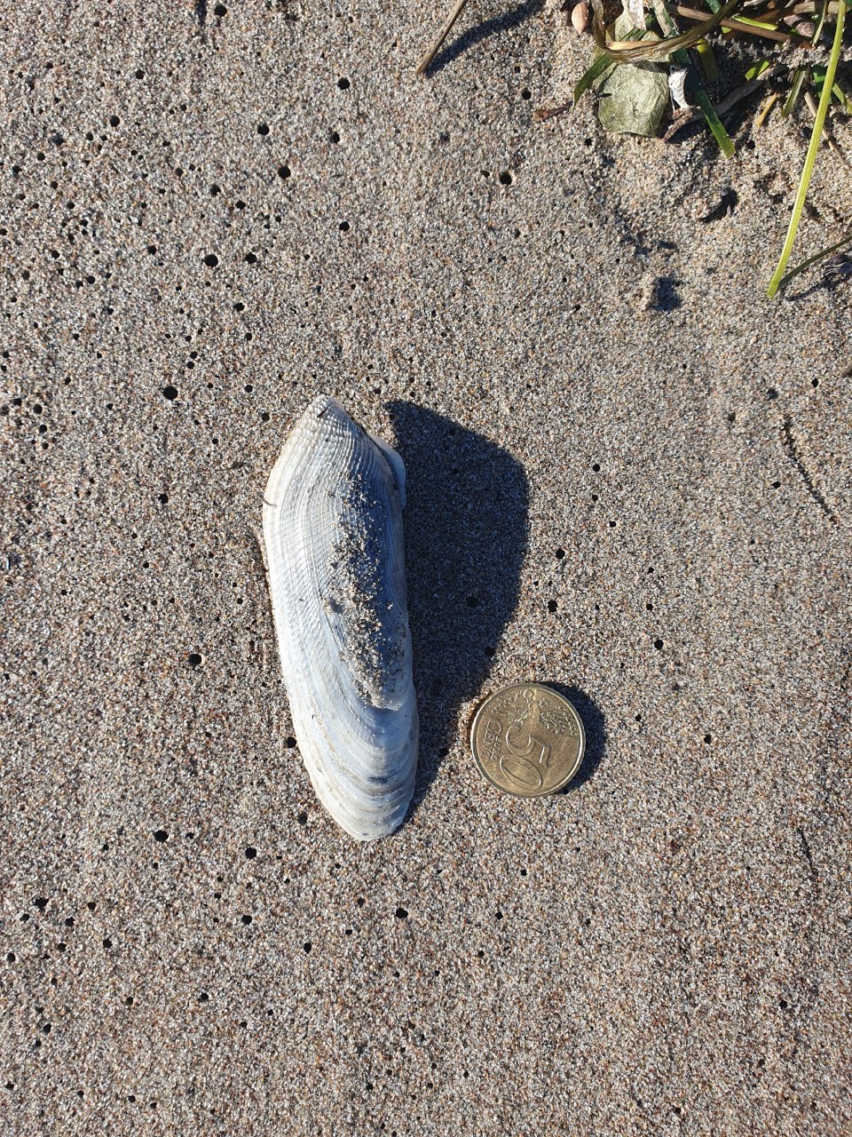 Stranding STR0203